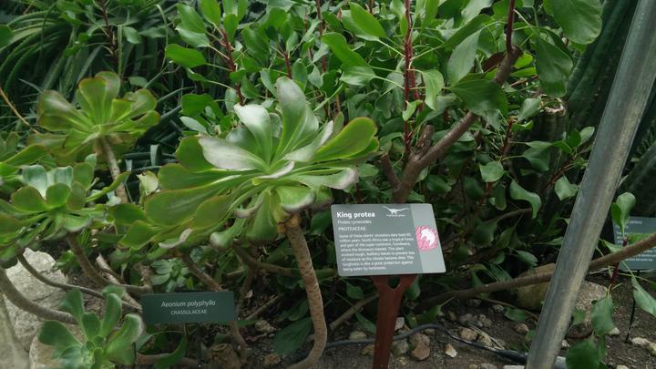 A group of Aeonium polyphylla situated amongst other plants, in the Mediterranean biome of the Eden Project, Cornwall, UK
