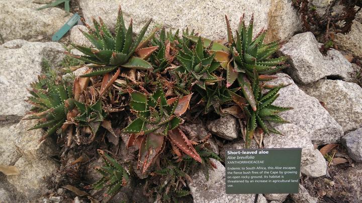 Aloe brevifolia growing amongst rocks, situated in the Mediterranean biome of the Eden Project, Cornwall, UK
