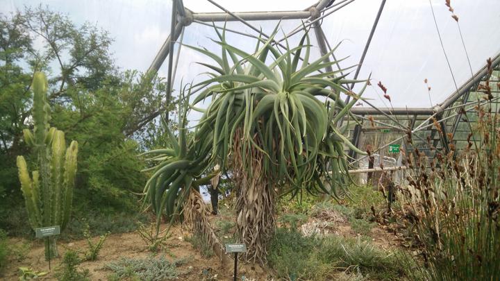 A large Aloe khamiesensis, situated in the Mediterranean biome at the Eden Project, Cornwall, UK.