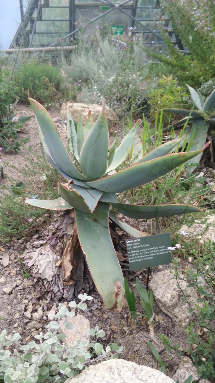 A large Aloe striata in the Mediterranean biome of the Eden Project, Cornwall, UK.