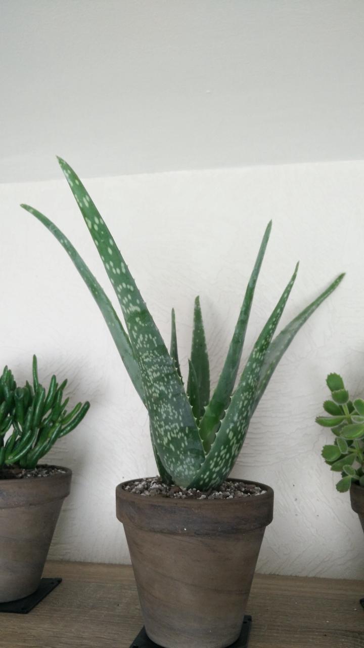 An Aloe vera in a pot