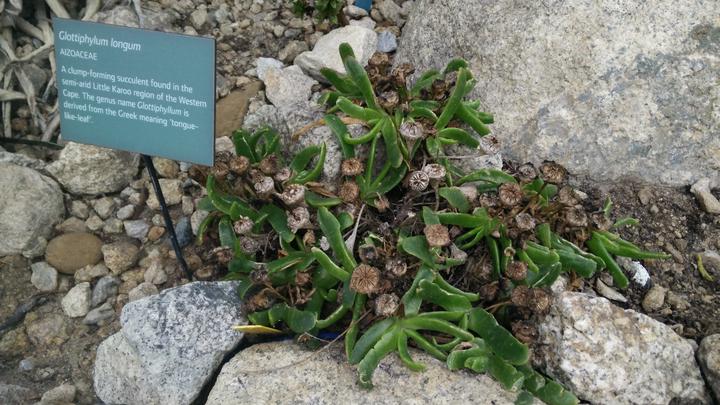 Glottiphyllum longum, situated amongst rocks and stones, in the Mediterranean biome of the Eden Project, Cornwall, UK.