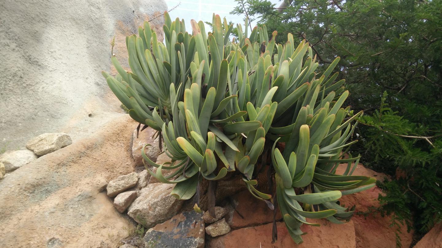 Kumara — succ.wiki