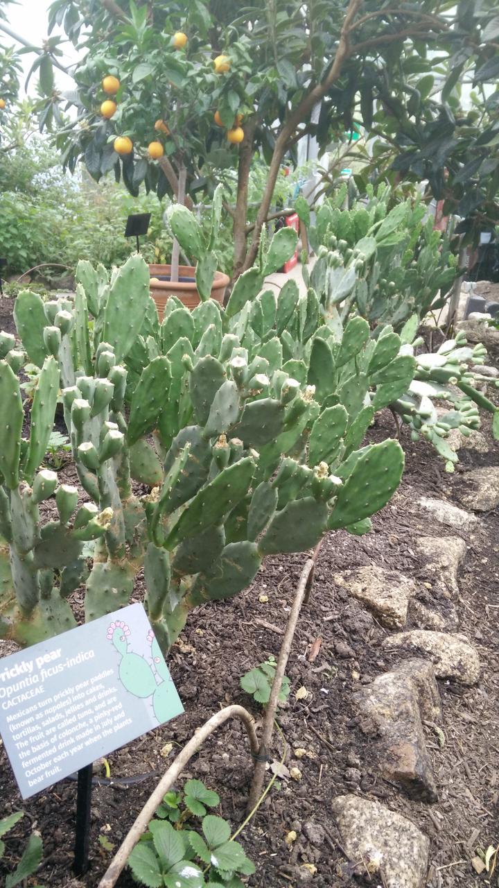A group of Opuntia ficus-indica in the Mediterannean biome of the Eden Project, Cornwall, UK.