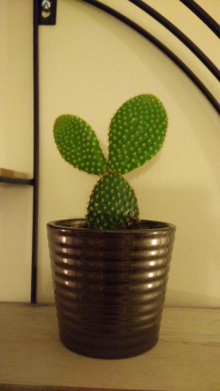 A small Opuntia microdasys in a pot