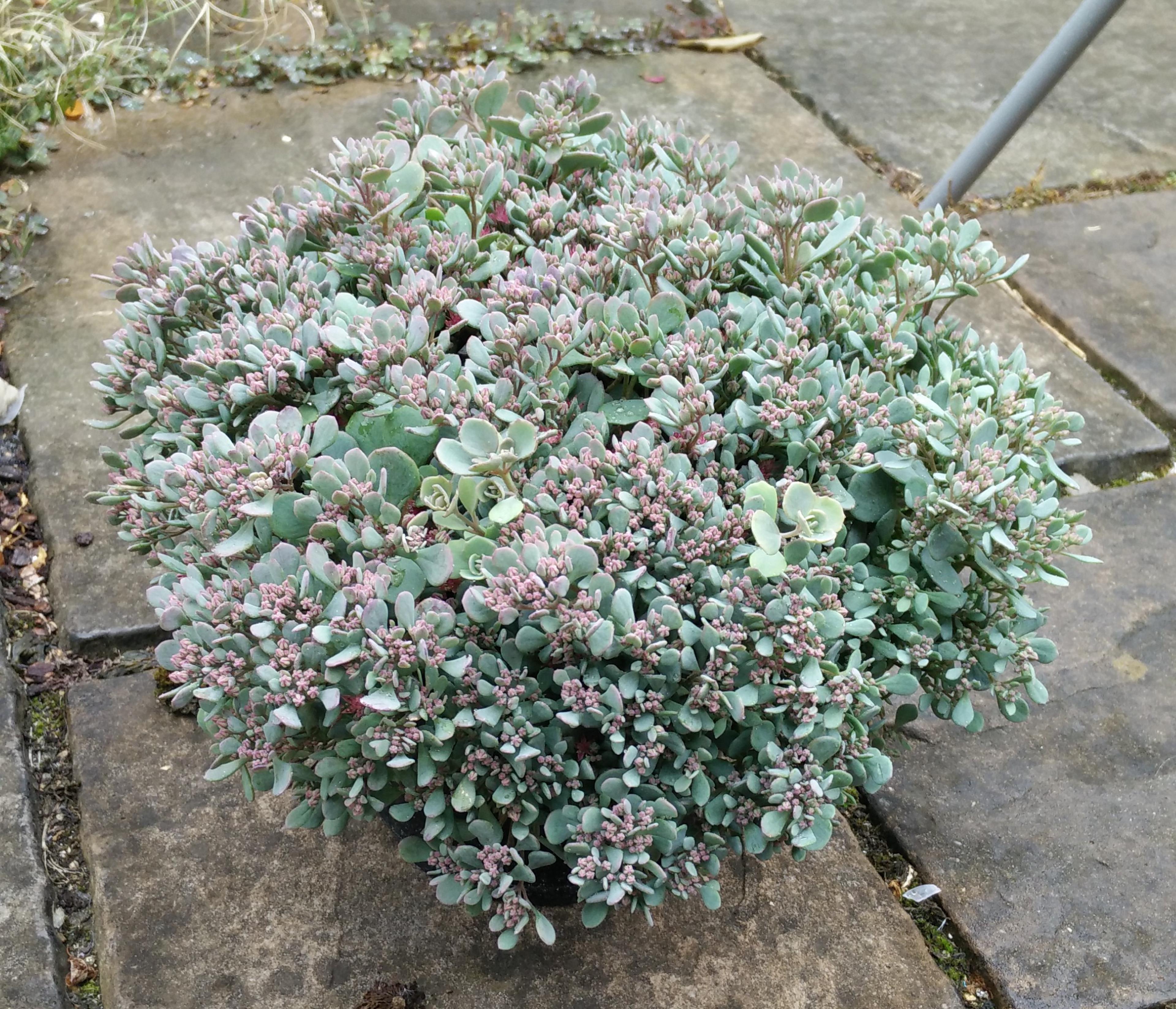 Sedum 'Rose Carpet' — succ.wiki